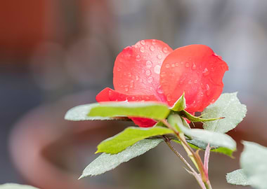 raindrops on the rose