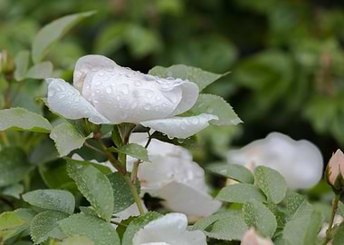 raindrops on the rose
