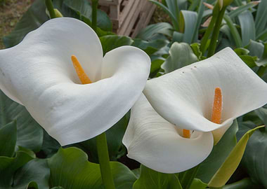 calla lily