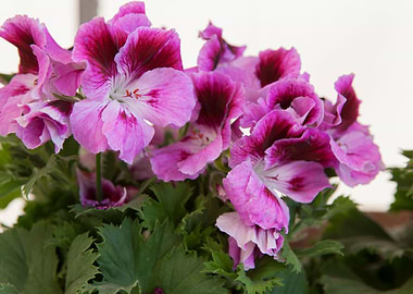 pink geranium in bloom