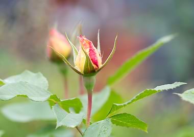 raindrops on the rose