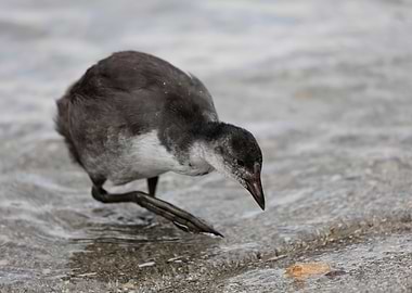 moorhen at lake