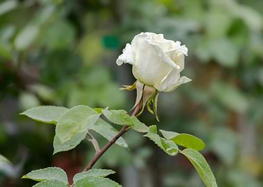 raindrops on the rose