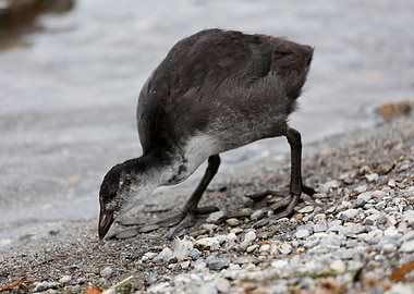 moorhen at lake