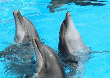 Dolphin congregation