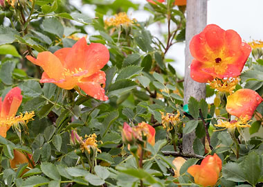 raindrops on the rose