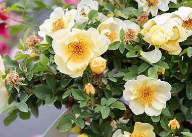 raindrops on the rose