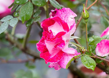 raindrops on the rose