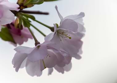 pink flowers on tree