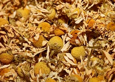 Chamomila recutita flowers