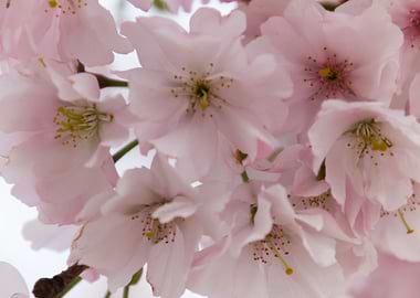 pink flowers on tree
