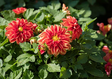 dahlia in spring season