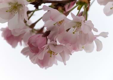 pink flowers on tree