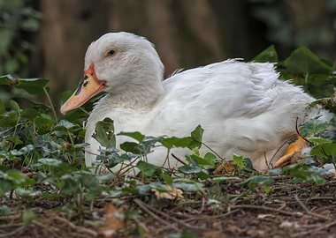 Muscovy duck on pond
