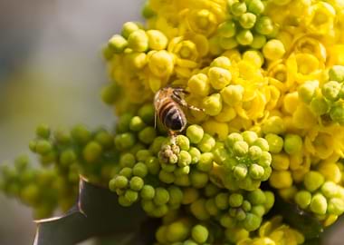 mahonia in the garden