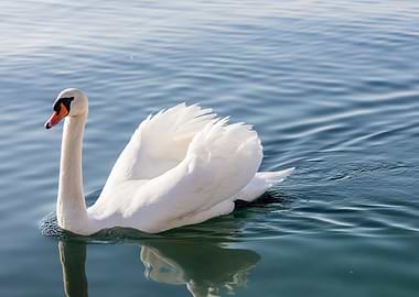 swan spreads its wings