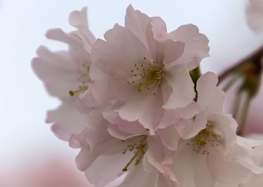 pink flowers on tree
