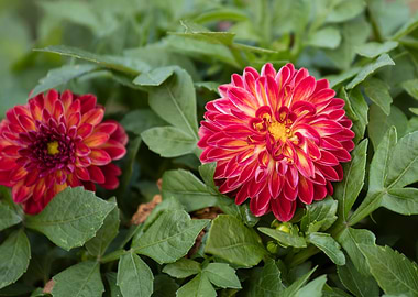 dahlia in spring season