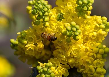 mahonia in the garden