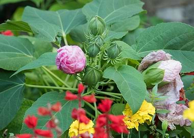 dahlia in spring season