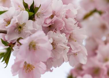 pink flowers on tree