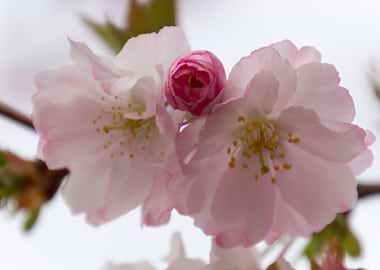 pink flowers on tree