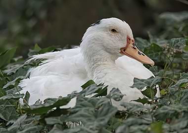 Muscovy duck on pond