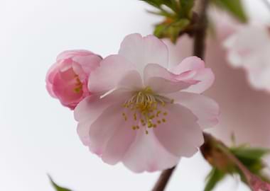 pink flowers on tree