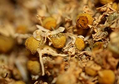 Camomile dried flowers