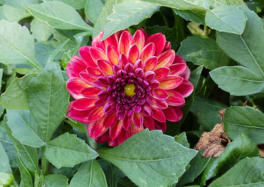 dahlia in spring season