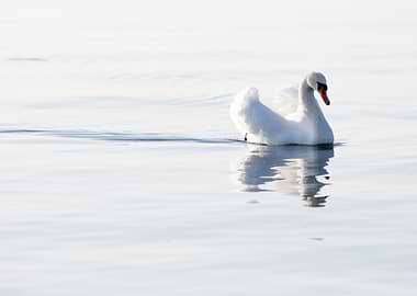 swan spreads its wings