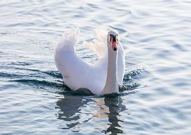 swan spreads its wings