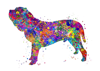 Neapolitan mastiff dog