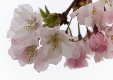 pink flowers on tree