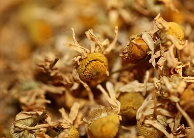 Camomile dried flowers