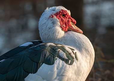 Muscovy duck on pond