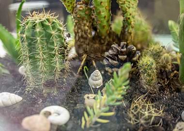Floral cacti