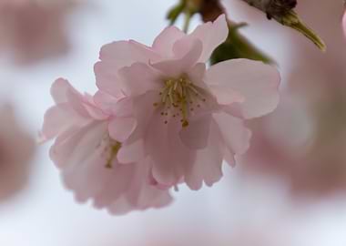 pink flowers on tree
