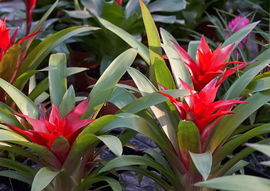 guzmania lingulata
