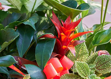 guzmania lingulata