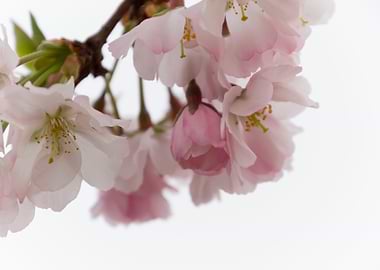 pink flowers on tree
