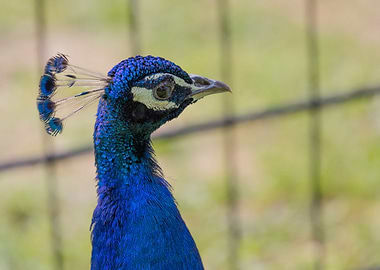 colorful peacock