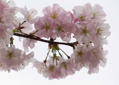 pink flowers on tree