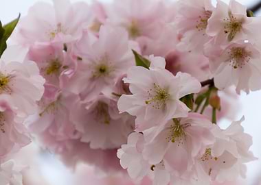 pink flowers on tree
