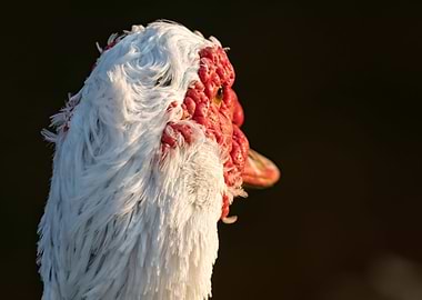 Muscovy duck on pond