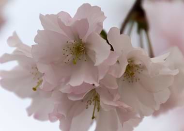 pink flowers on tree