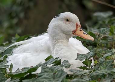 Muscovy duck on pond