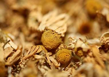 Camomile dried flowers