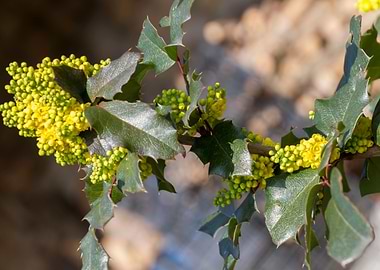 mahonia in the garden