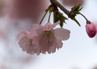 pink flowers on tree